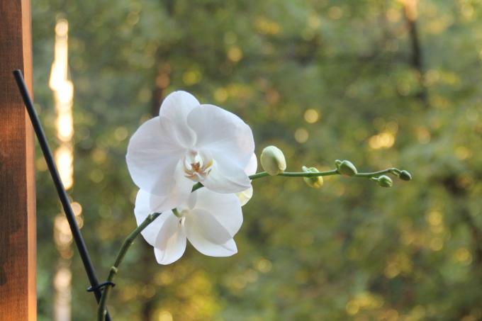 phalaenopsis הלבן שלי בקיץ הזה פרח בפעם הראשונה לאחר רכישה. שמור מאמר בעמוד שלו ברשת החברתית, כדי לא לאבד ולשתף עם חברים!