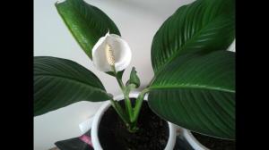 רעילים לחתולים Spathiphyllum או לא? מה אם חי המחמד מורעל