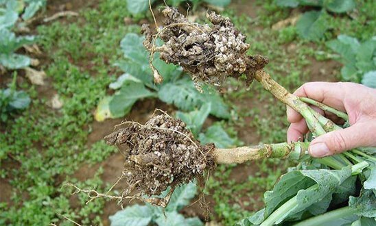 הנבגים של הפטרייה יכולה לשרוד בקלות בקרקע עבור 7 שנים. חברים לכיתה: תמונה
