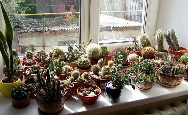 אוסף של קקטוסים על החלון הדרומי