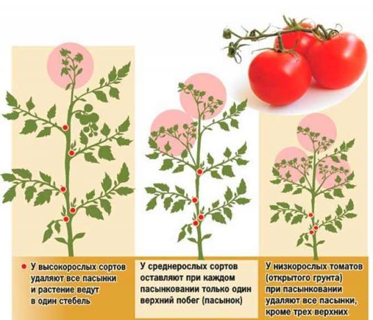 עגבניות Pasynkovanie יש מספר תוכניות | my-fasenda.ru התמונה Source