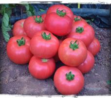 5 סוגים של עגבניות גדולות ובשרניות