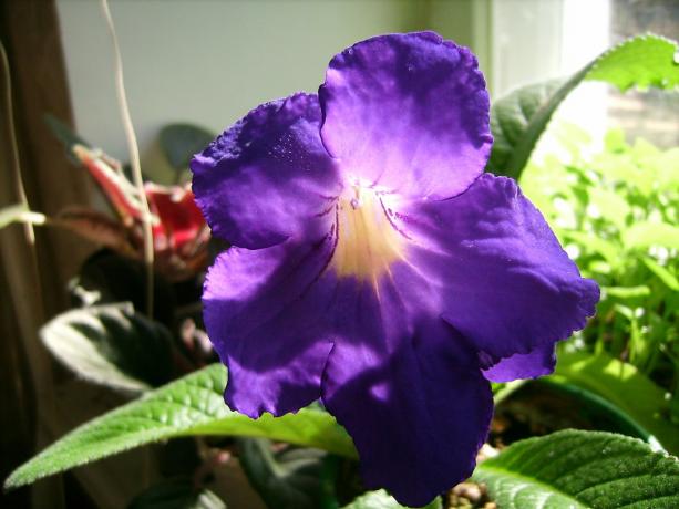פרחים גדולים - אחד היתרונות החשובים ביותר של strepokarpusa