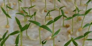 איך להנביט במהירות של זרעי פלפל לפני שתילים לנטיעה.