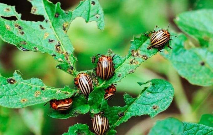 חרדל דוחה יעזור להיפטר של חיפושיות | ZikZak