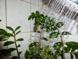 ♨ מקלחת חמה הופכת עציצים! אם הכל נעשה בצורה נכונה