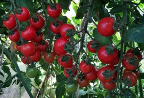 איך להאכיל את העגבניות באוגוסט להבשיל מהר יותר ויותר