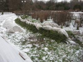ענפי עץ אשוח מחסה לחורף: כמה מסוכן וכיצד לעשות