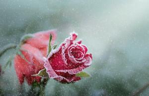איך להכין ורדים לחורף מ- A ל- Z, כדי למנוע חסר