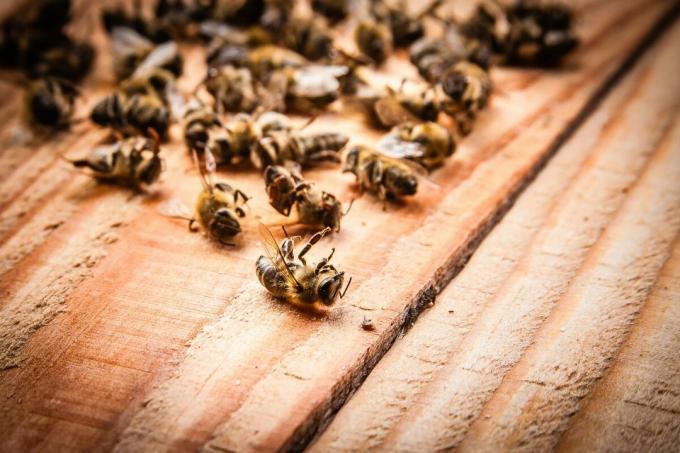 המוות ההמוני של דבורים ב 2019 | ZikZak