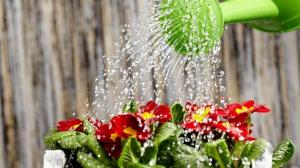 איך יכול להשקות את הצמחים לצמיחה מהירה פורח פזרני